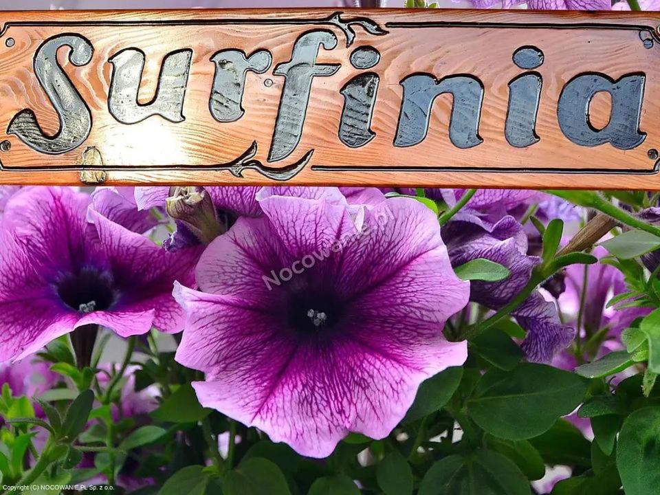 Pokoje Goscinne Surfinia 格但斯克 外观 照片